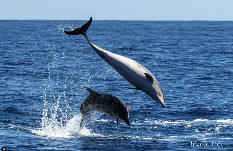 Los Gigantes: Dolphin and Whale Watching Cruise by Speedboat - The Bay Swim Stop, Crystal Water and a Real Pause