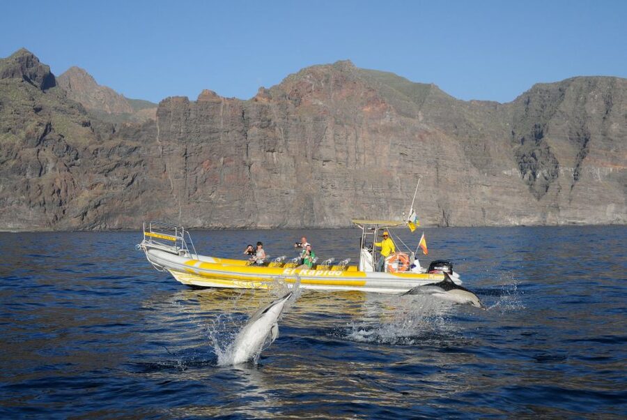 Los Gigantes: Dolphin and Whale Watching Cruise by Speedboat - Guides, Boat Style, and Why Small Matters