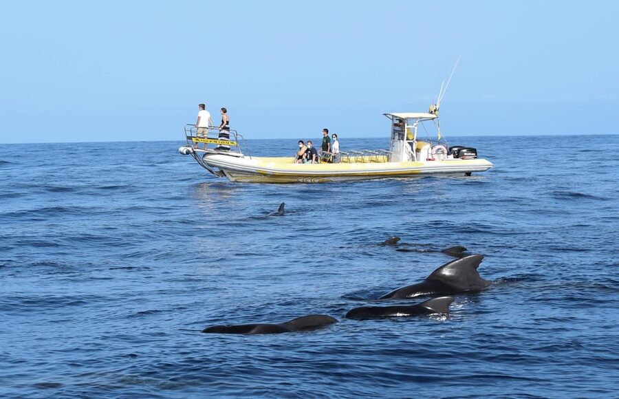 Los Gigantes: Dolphin and Whale Watching Cruise by Speedboat - The Teno-Rasca Whale Sanctuary, Where You Scan and Wait
