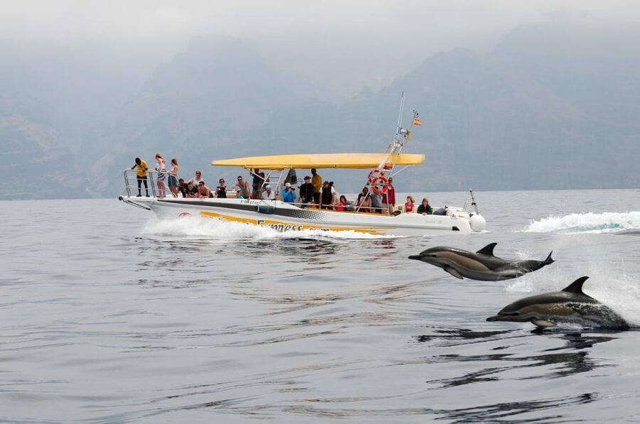 Los Gigantes: Dolphin & Whale Watching Cruise with Swim Stop - The dolphin and whale watching part: what the experience feels like