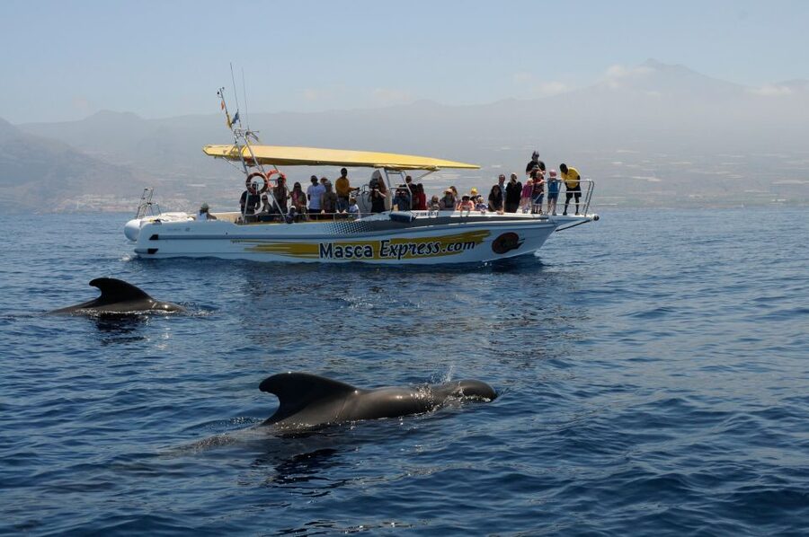 Los Gigantes: Dolphin & Whale Watching Cruise with Swim Stop - Drinks and the small comforts that keep it easy