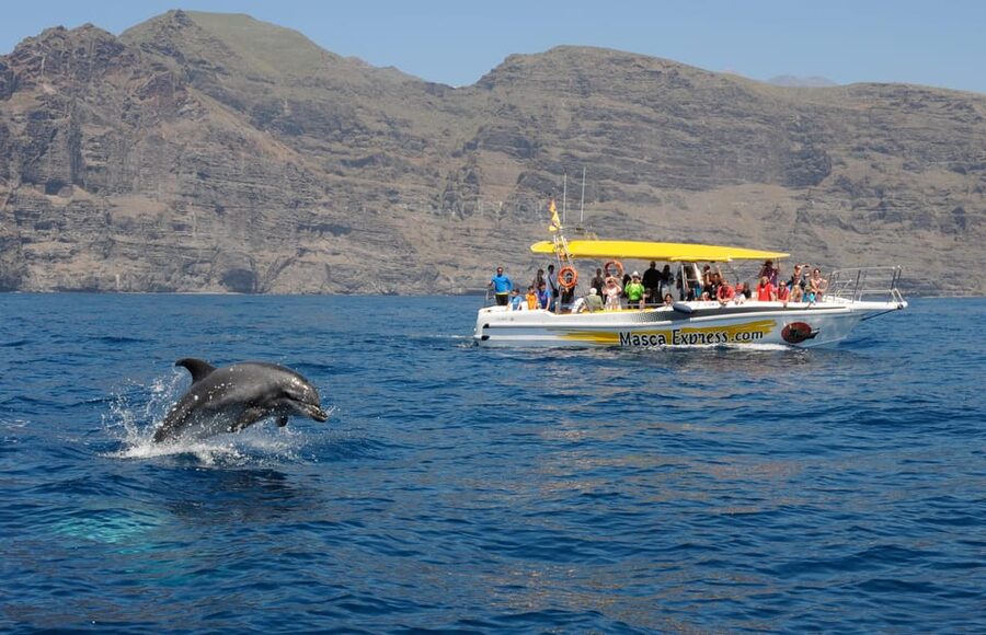Los Gigantes: Dolphin & Whale Watching Cruise with Swim Stop - Where you’re looking: Teno-Rasca and the real odds of dolphin sightings
