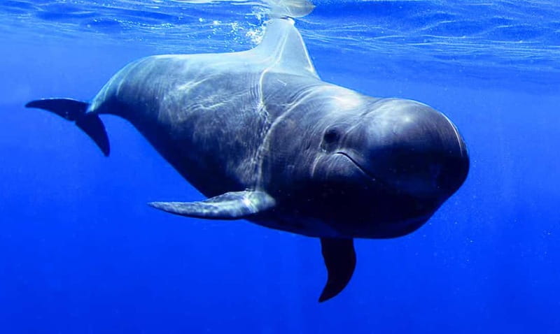 Los Gigantes: Dolphin & Whale Watching Tour on a Pirate Boat - Key Things I’d Watch for Before You Go