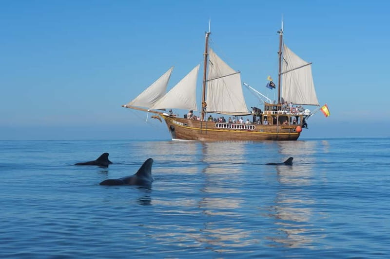 Los Gigantes: Dolphin & Whale Watching Tour on a Pirate Boat - Dolphin and Whale Spotting: What You Should Expect From the Search