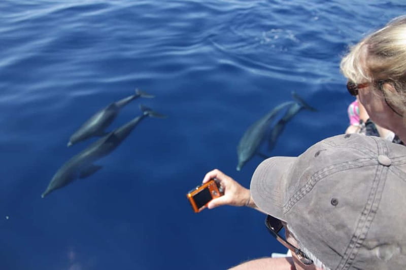 Los Gigantes: Whale or Dolphin Watching Tour and Swim in Masca - Why Los Gigantes and Masca Bay are such a strong combo