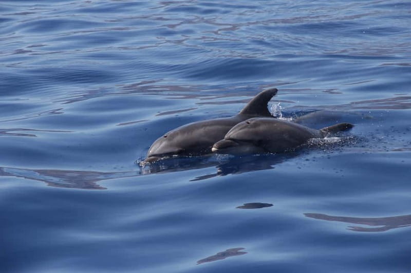 Los Gigantes: Whale or Dolphin Watching Tour and Swim in Masca - Who this tour suits best, and who might want a different plan