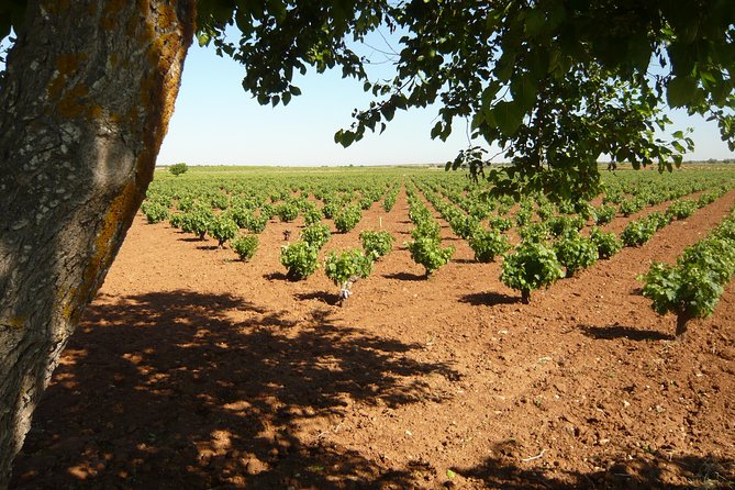 Madrid Countryside Wineries Guided Tour with Wine Tasting - What You Actually Do at Each Winery (And Why It’s Better Than Tastings-Only)