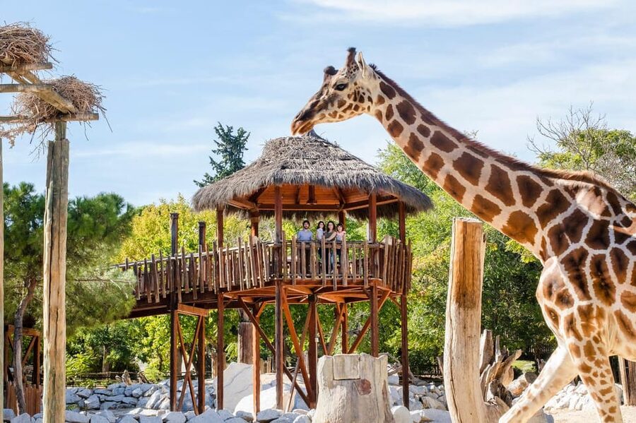 Madrid: Zoo Aquarium Madrid Ticket - Key things to know before you go