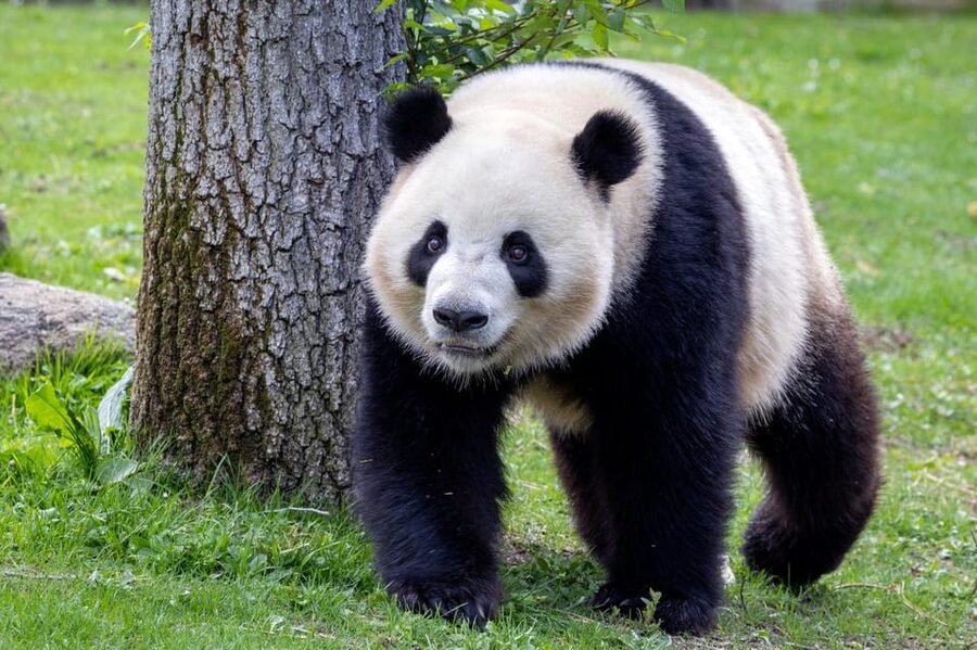 Madrid: Zoo Aquarium Madrid Ticket - Zoo Aquarium Madrid: what you are really buying for $28