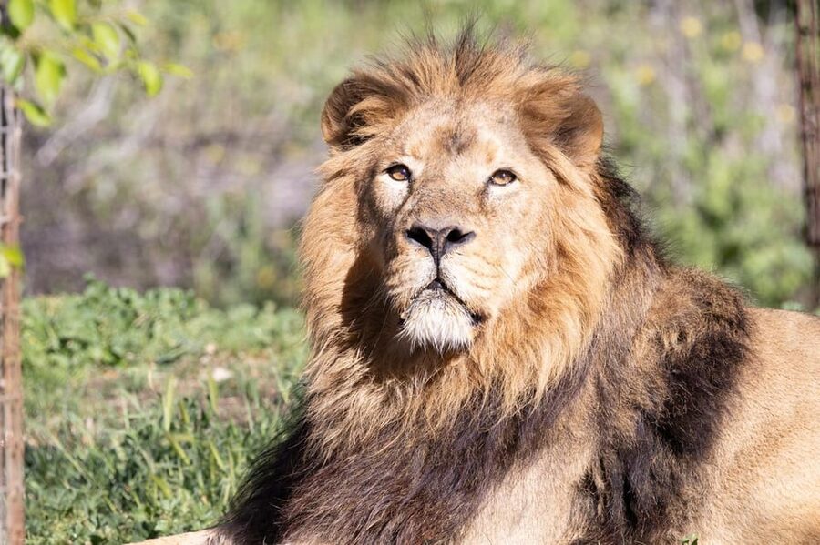 Madrid: Zoo Aquarium Madrid Ticket - The zoo side: 20 hectares, 3,000 animals, and the “natural habitat” feel