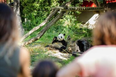 Zoo Aquarium Madrid Ticket
