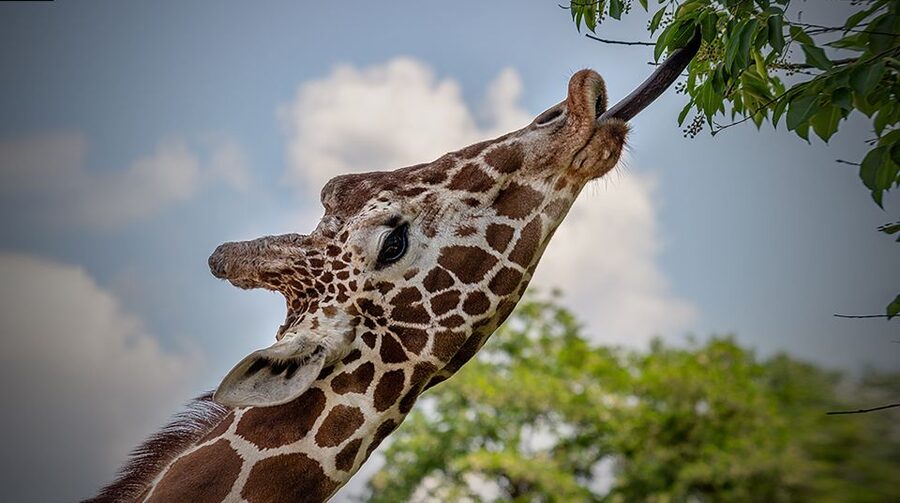 Madrid: Zoo Aquarium Madrid Ticket - VR gorillas in Tierra de Gorilas: a tech break you should not skip