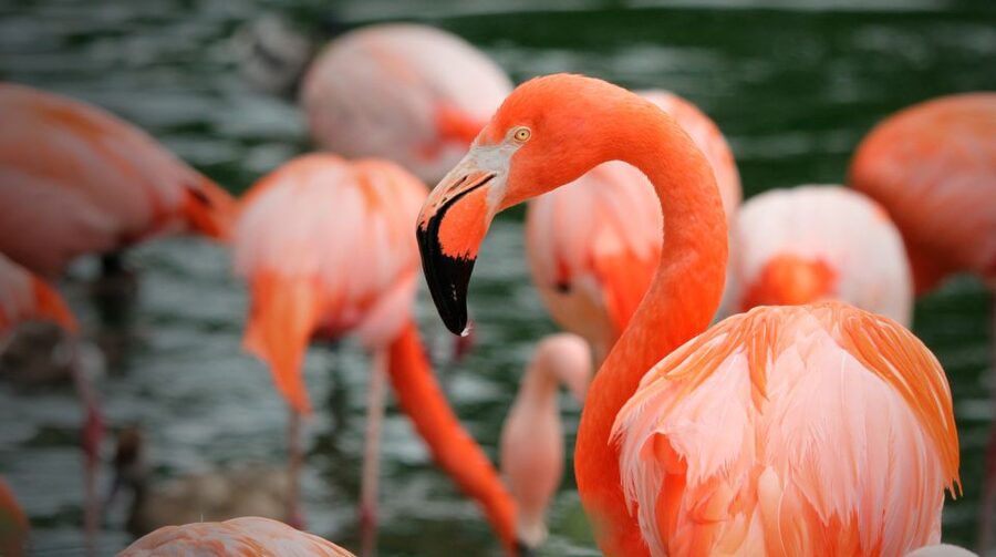 Madrid: Zoo Aquarium Madrid Ticket - Food, shade, and the real Madrid heat factor