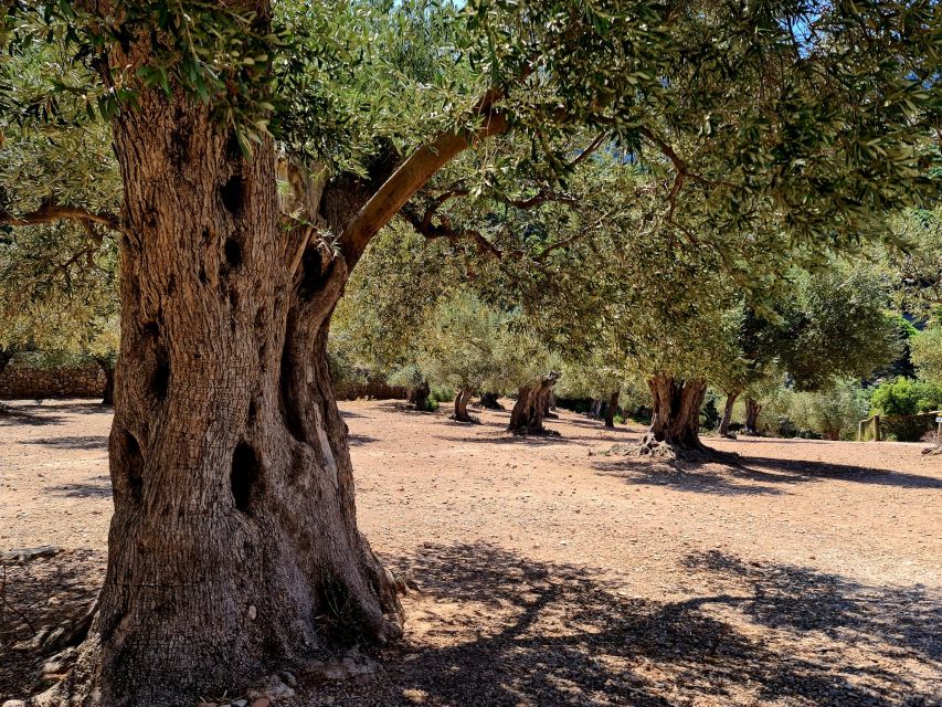 Mallorca: Day Trip to Hidden Gems of Tramuntana with Lunch - Sóller Olive Oil Mill: a family process you can actually picture