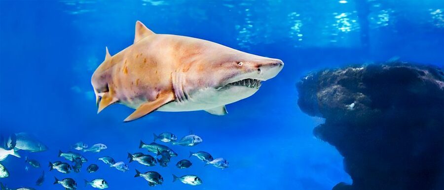 Mallorca: Palma Aquarium Entry Ticket w/ Optional 3D Cinema - Key Highlights at Palma Aquarium, Mallorca