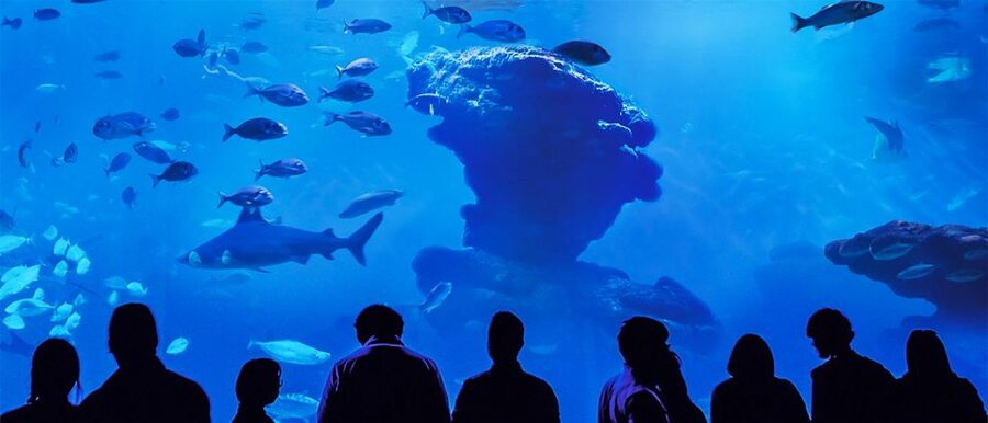 Mallorca: Palma Aquarium Entry Ticket w/ Optional 3D Cinema - Price and Value: What $36 Gets You in Mallorca