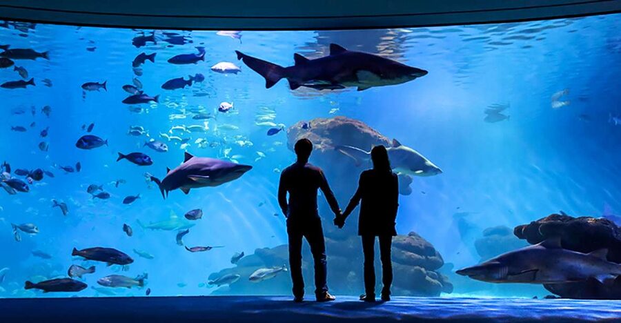 Mallorca: Palma Aquarium Entry Ticket w/ Optional 3D Cinema - Getting In Quickly, Then Following a 1-km Underwater Walk