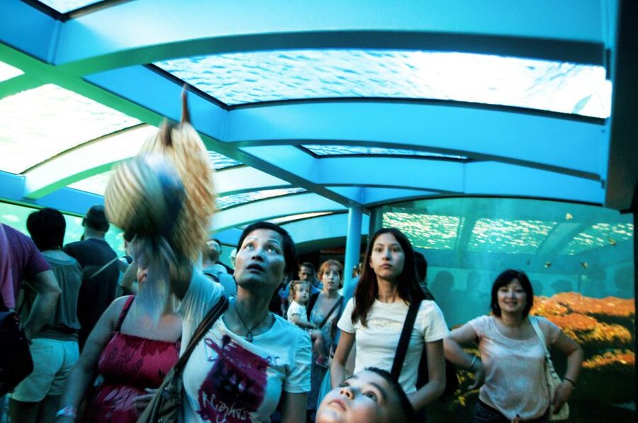 Mallorca: Palma Aquarium Entry Ticket w/ Optional 3D Cinema - Daily Feedings: Sharks, Rays, Turtles, and Piranhas