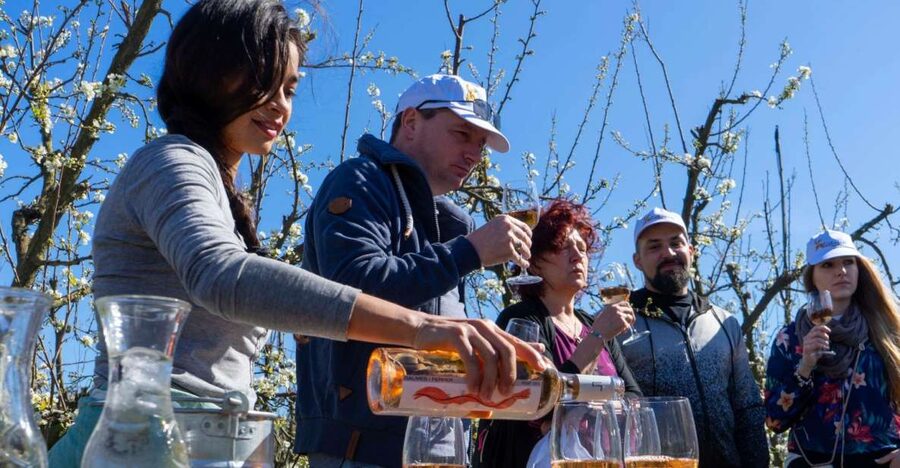 Mallorcas Emblematic Wineries Small Group Tour, two wineries - Getting Picked Up in Palma, Playa de Palma, or Llucmajor
