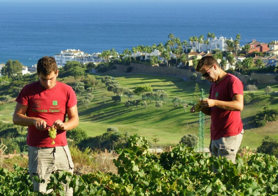 Manilva: Nilva Vineyard, Wine Tasting & Tapas Guided Tour - Nilva winery visit: a quick look at a hands-on producer