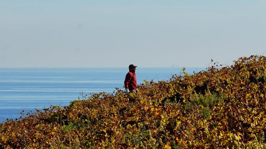 Manilva: Nilva Vineyard, Wine Tasting & Tapas Guided Tour - Who this tour is best for (and who might want to skip it)