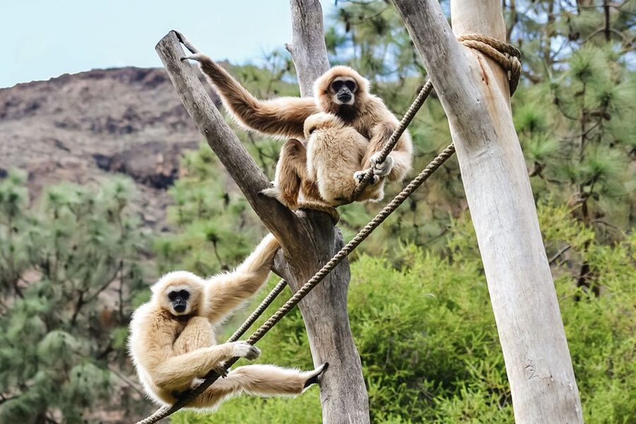 Maspalomas: Palmitos Park Ticket with Dolphin and Bird Shows - Key things I’d zero in on at Palmitos Park