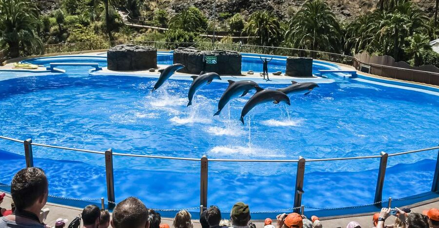 Maspalomas: Palmitos Park Ticket with Dolphin and Bird Shows - The dolphin show: the crowd-pleaser for a reason