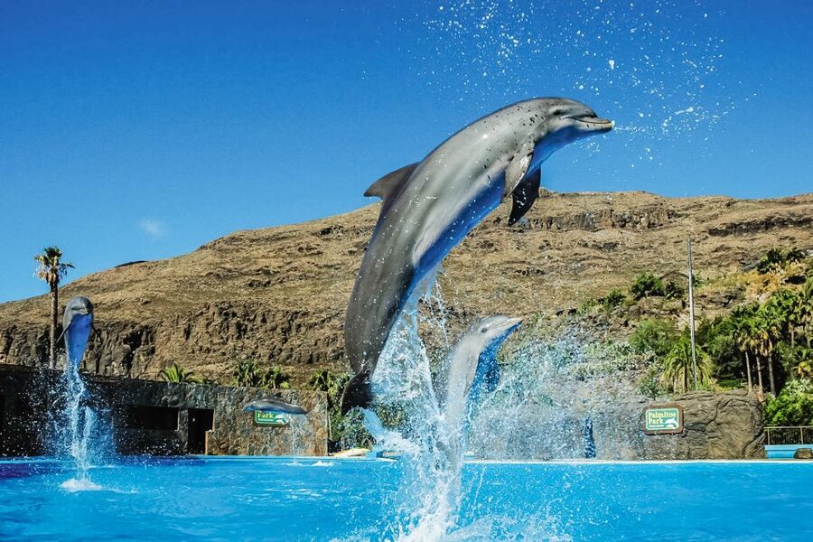 Maspalomas: Palmitos Park Ticket with Dolphin and Bird Shows - Walking the park: reptiles, primates, butterflies, and the Caiman Lake