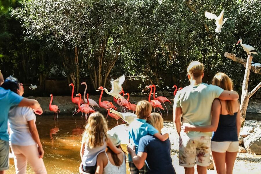 Maspalomas: Palmitos Park Ticket with Dolphin and Bird Shows - Price and value: $44 for shows plus a full day of animal viewing