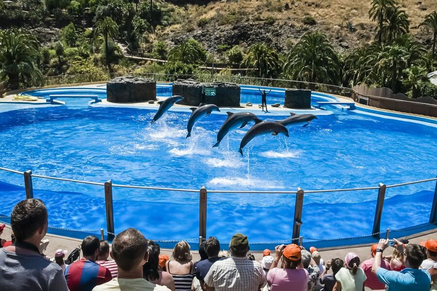 Maspalomas: Palmitos Park Ticket with Dolphin and Bird Shows - Your best use of the day: plan around four big show blocks