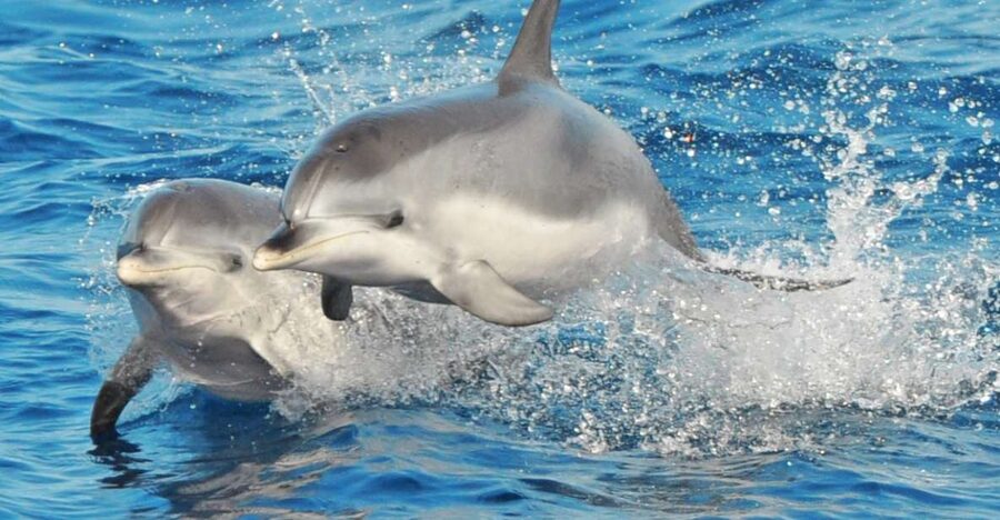 Morro Jable: Dolphin & Whale Watching Cruise, Drinks & Swim - Morro Jable Dolphin and Whale Cruise: Why this route works