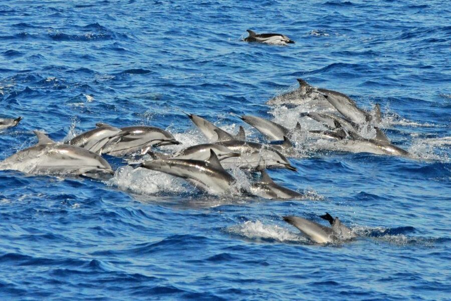Morro Jable: Dolphin & Whale Watching Cruise, Drinks & Swim - How the dolphin and whale search actually plays out offshore