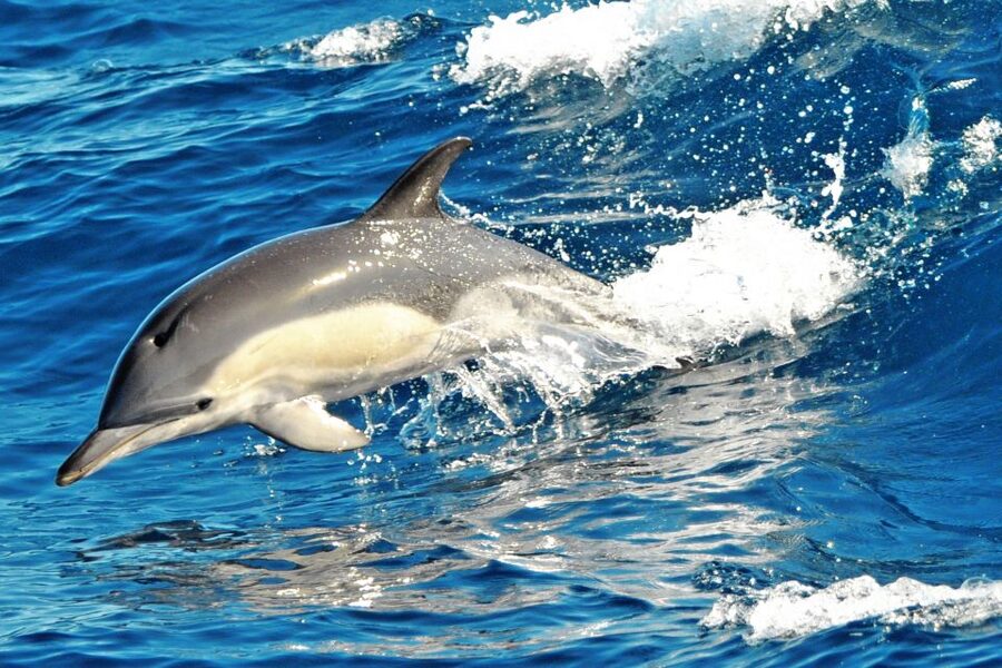 Morro Jable: Dolphin & Whale Watching Cruise, Drinks & Swim - The Jandía swim stop: the best reason to bring swimwear