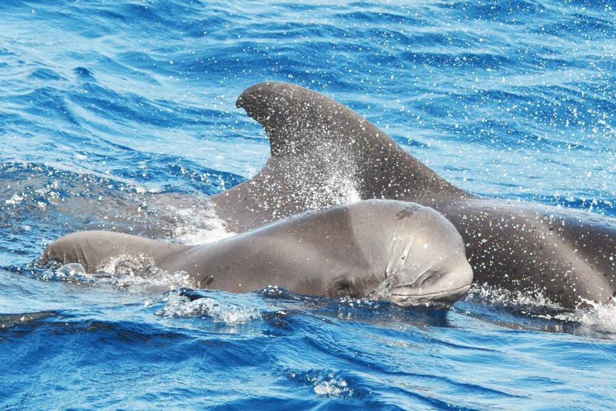 Morro Jable: Dolphin & Whale Watching Cruise, Drinks & Swim - Drinks on board: small comfort, real payoff