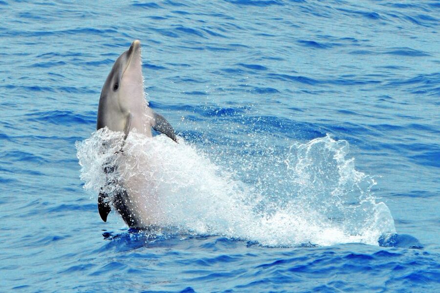 Morro Jable: Dolphin & Whale Watching Cruise, Drinks & Swim - Who should book this cruise from Morro Jable