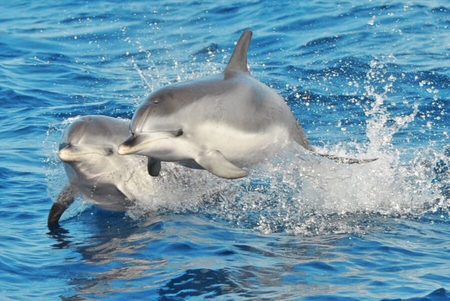 Morro Jable: Dolphin & Whale Watching Cruise, Drinks & Swim - Meeting the Magic Dolphin at Morro Jable port (and what to do if no pickup)