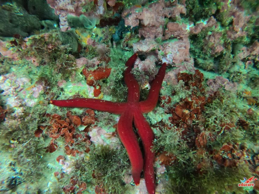 Nerja-Maro: Snorkeling & Sea Scooter Speedboat Trip - Cliffs of Maro, Cerro Gordo: where the underwater viewing comes alive
