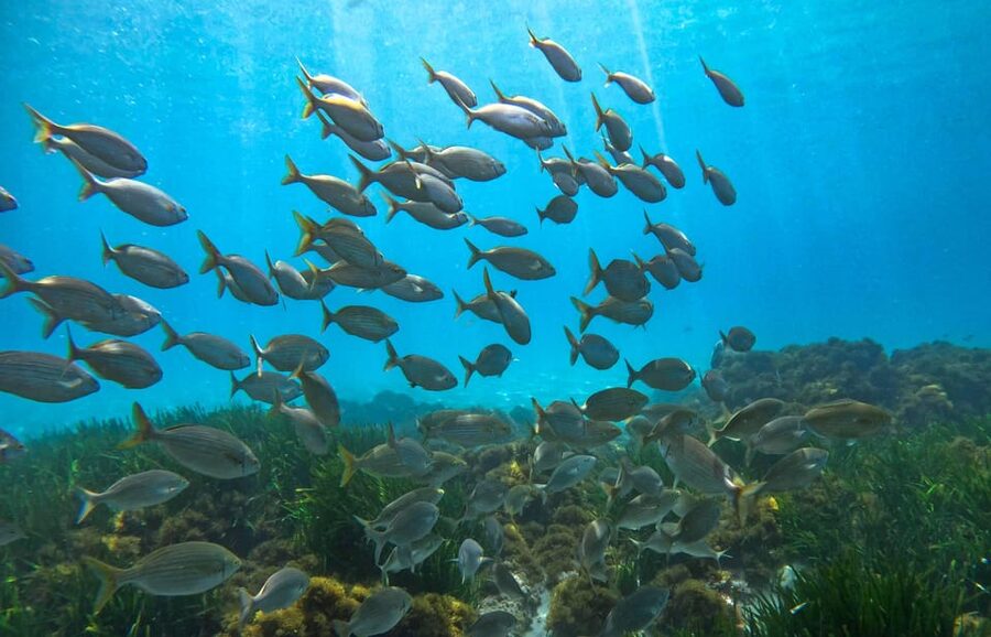 Nerja-Maro: Snorkeling & Sea Scooter Speedboat Trip - The GoPro photos and videos: nice when it works