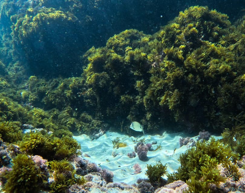 Nerja-Maro: Snorkeling & Sea Scooter Speedboat Trip - Safety, pace, and what 2 hours really feels like