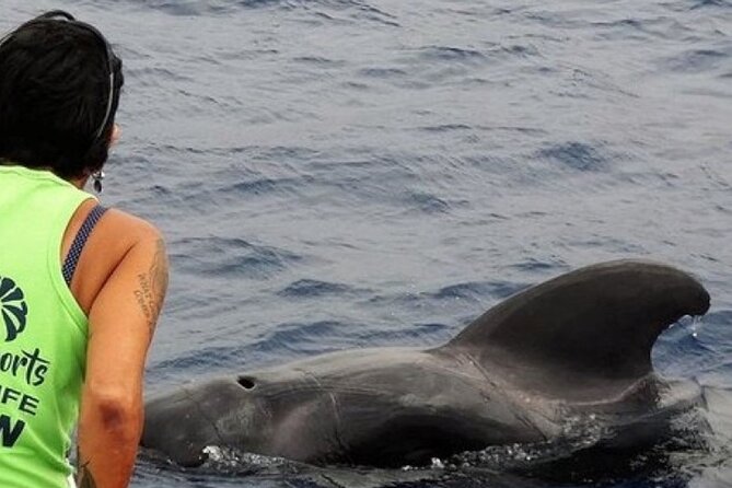 No chase Whale & Dolphin tour putting Marine Life first - we care - What you really get from this 2-hour Bahriyeli sail