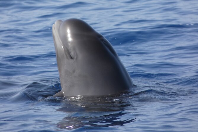 No chase Whale & Dolphin tour putting Marine Life first - we care - Why the no chase policy matters more than closer photos