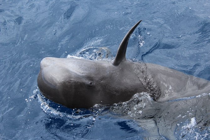No chase Whale & Dolphin tour putting Marine Life first - we care - Marine life spotting: what the specialists do that you’ll feel