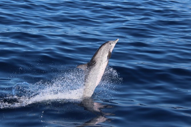 No chase Whale & Dolphin tour putting Marine Life first - we care - The day of sailing: timing, weather, and where you sit