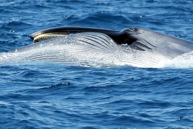 No chase Whale & Dolphin tour putting Marine Life first - we care - Price and value: $30-ish that still feels fair