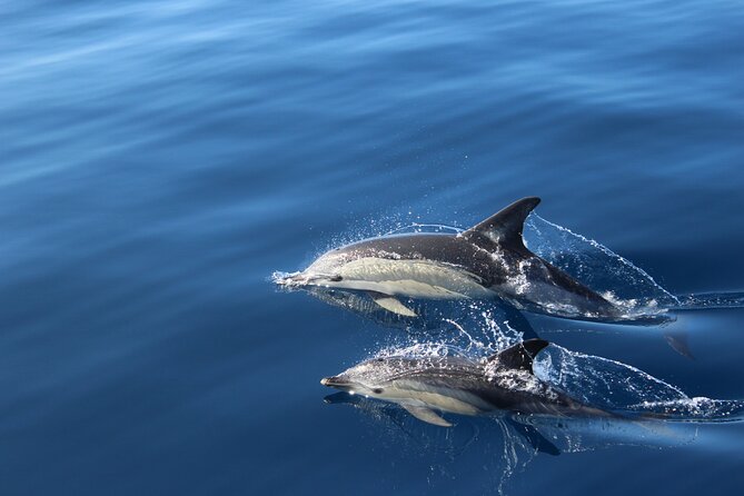 No chase Whale & Dolphin tour putting Marine Life first - we care - The Bahriyeli gulet experience: comfort, not a cattle call