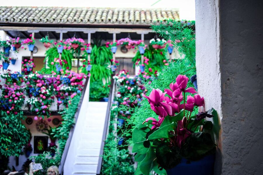 Patios of Cordoba Walking Tour - San Basilio: the neighborhood that turns courtyards into an experience