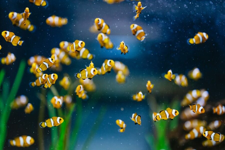 Poema del Mar Skip-the-Line Ticket - Coral reef scenes, mangroves, and the in-between habitats