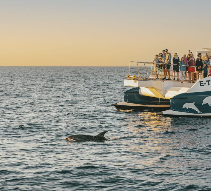 Port d'Alcudia: Sunrise at Sea & Dolphin Watching Boat Tour - Key things to love about this Alcúdia sunrise dolphin tour