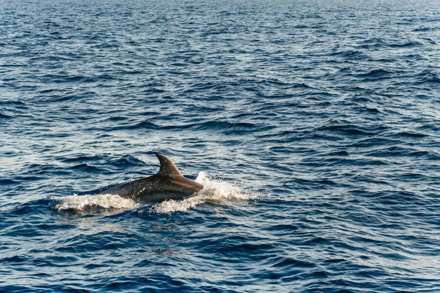 Port d'Alcudia: Sunrise at Sea & Dolphin Watching Boat Tour - Dolphin watching at sea: how spotting works without disturbing dolphins