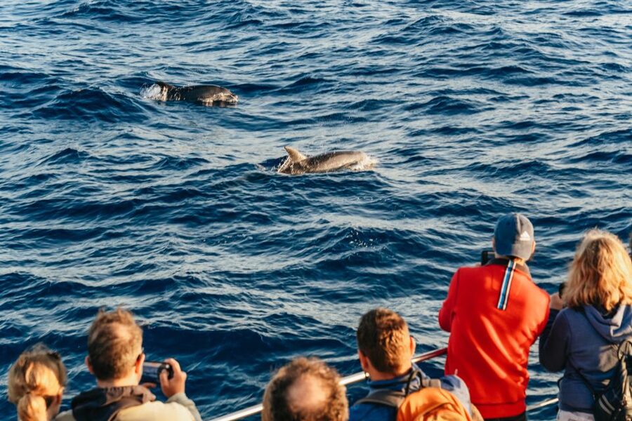 Port d'Alcudia: Sunrise at Sea & Dolphin Watching Boat Tour - Who this tour fits best (and who should think twice)